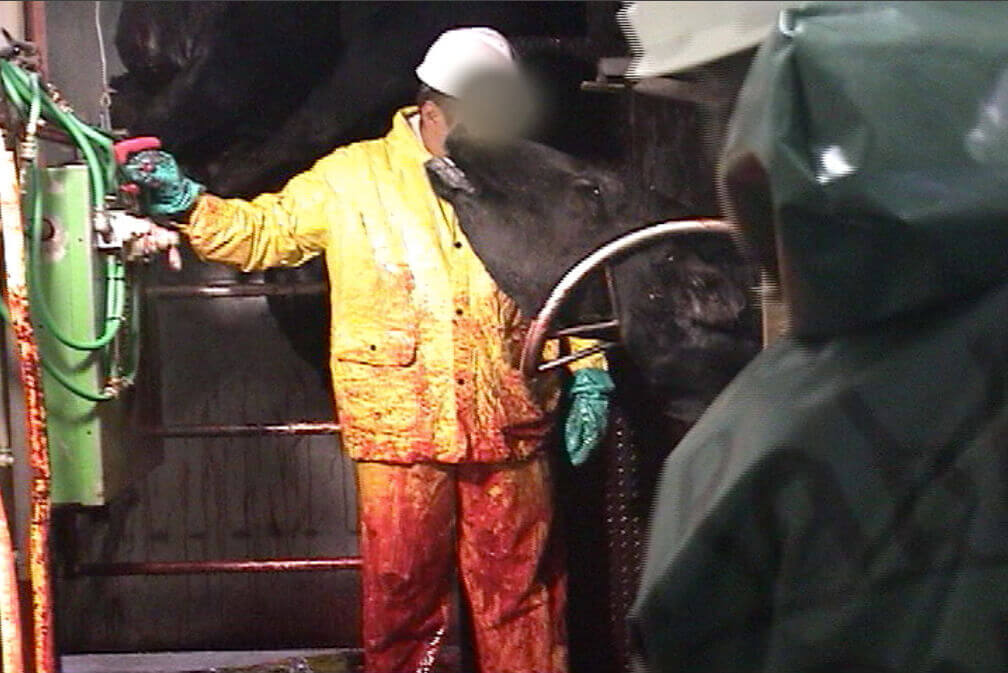 PETA Reveals Extreme Cruelty at Kosher Slaughterhouses | Features ... PETA Reveals Extreme Cruelty at Kosher Slaughterhouses | Features ...