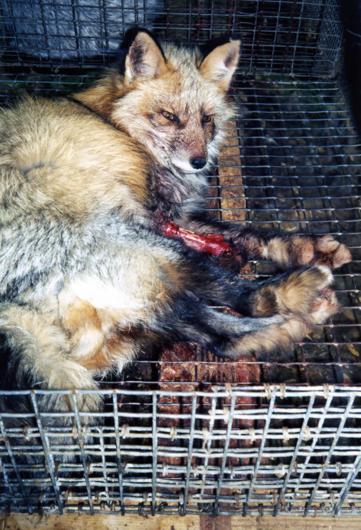 Animals Used for Fur | PETA