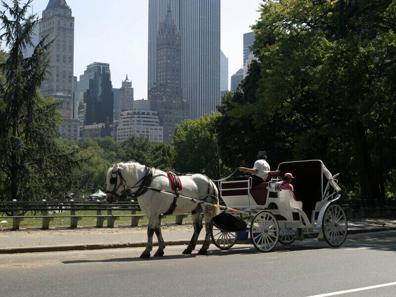 Horse drawn carriage for peeta and katniss
