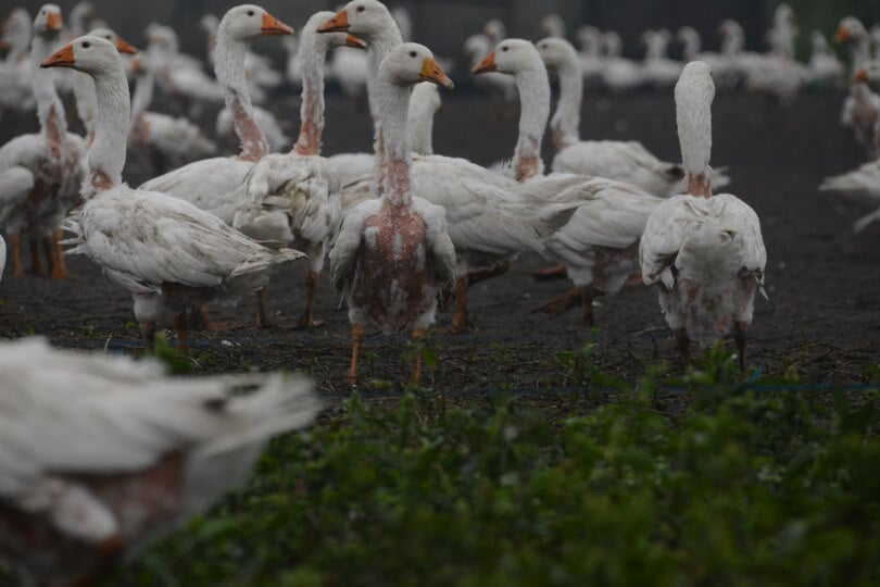 are canada goose jackets cruelty free