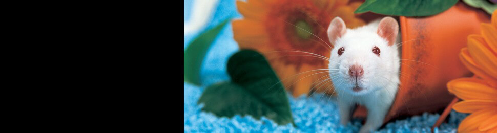 Animals Used for Experimentation