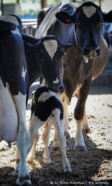 Mother Cow and Calf