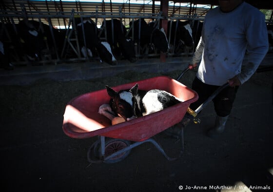 Calf Taken to Veal Crate