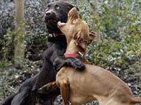 Dogfighting