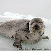 STOP Canadian Seal Slaughter