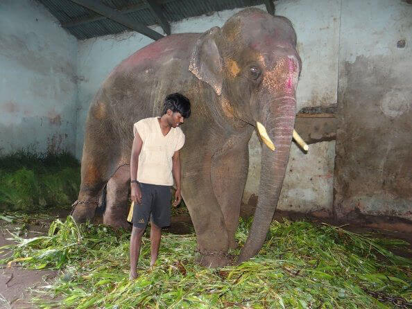 The heartwarming story of Sunder the elephant