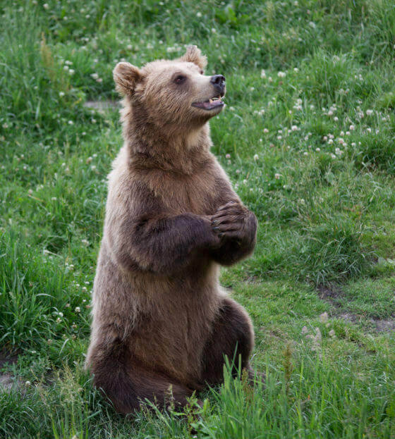 560_2D00_BEAR_2D00_PRAYING.jpg