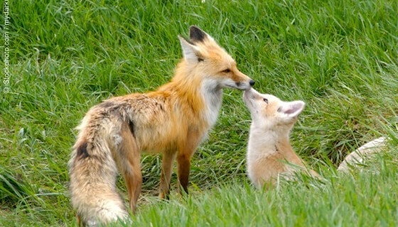 Berkeley Earns PETA’s Compassionate City Award for Ban on Fur Sales