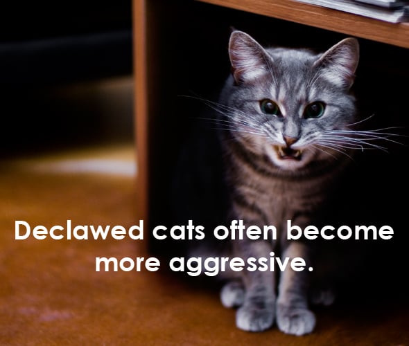 How can you find how much it is to declaw a cat?