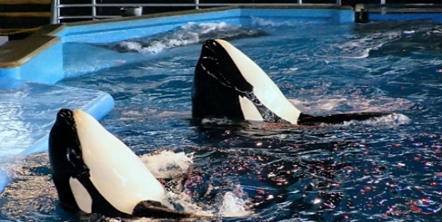 Meet Corky: Nearly a Half-Century in a Tank