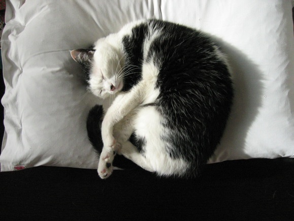 Image result for cats sleepingon human pillow