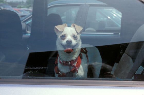 Summer driving makes car interiors bake; avoid leaving your kids or pets inside. 