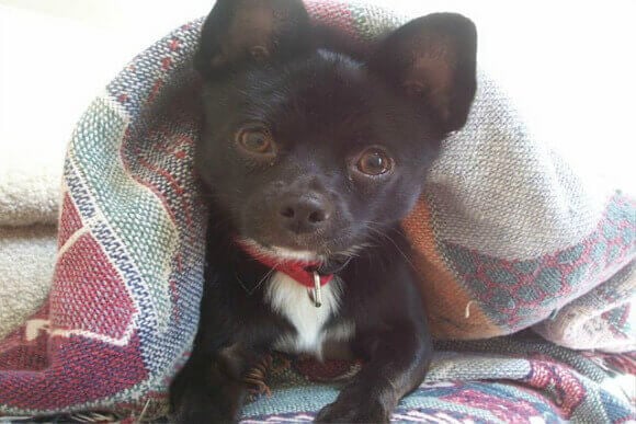 adopcion adopcion