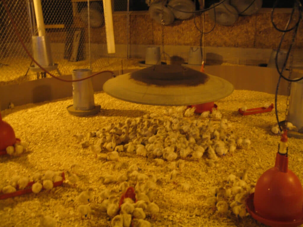 Turkeys with Heat Lamp