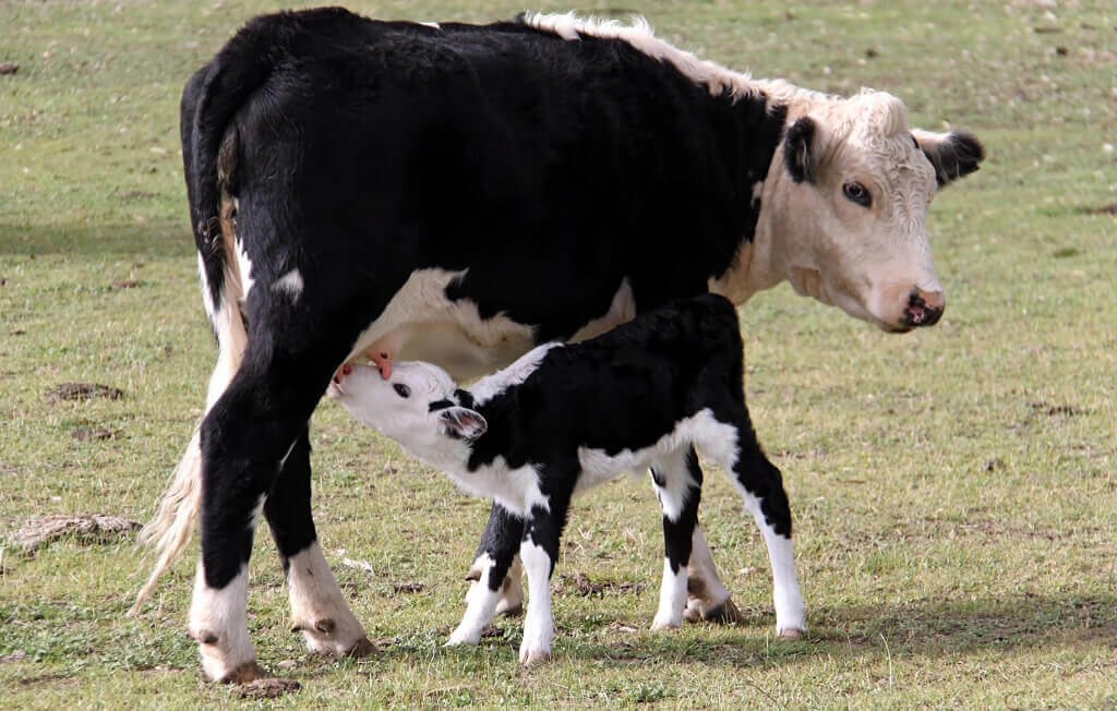 18 Images Big Dairy Do NOT Want You to See, Tragic Life of a Dairy Cow