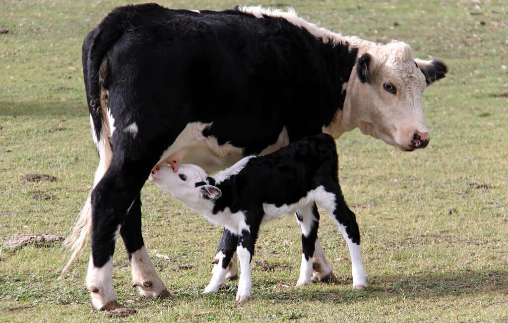 Cow with calf