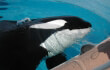 Captive Orca