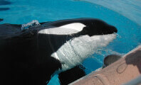Captive Orca