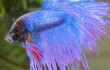 Betta Fish