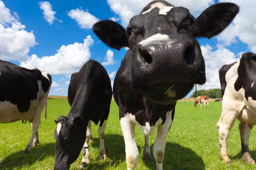 happy cows