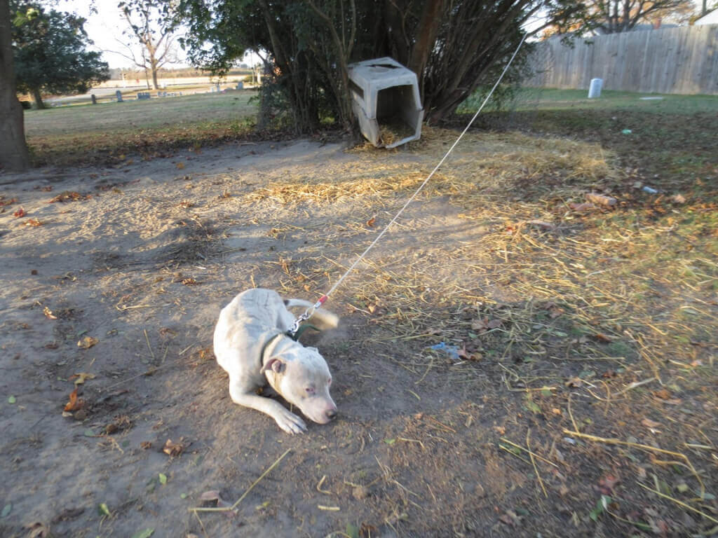 Dog chained in NC