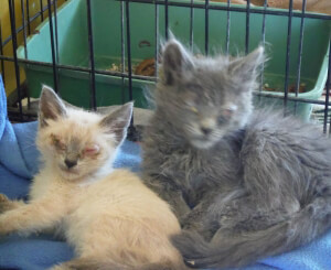 sick-kittens