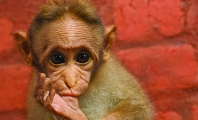 Cute Baby Monkey