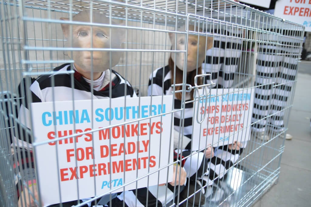 China Southern Demonstração Primatas em Gaiolas