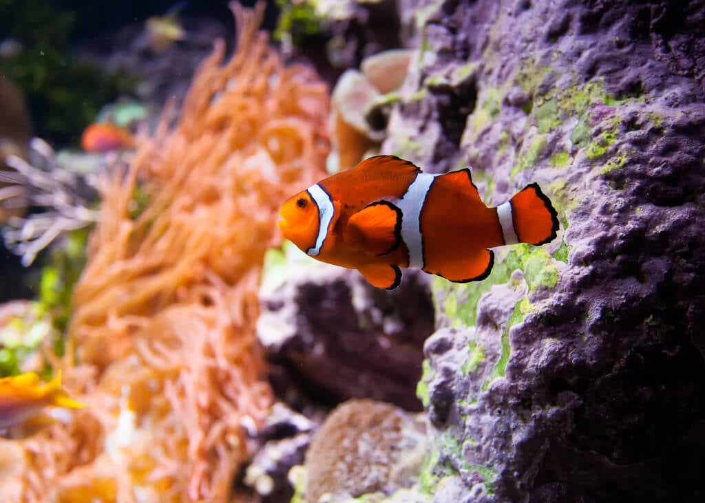 Clown Fish