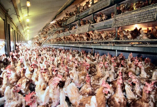  Range’ and ‘Cage Free’ Chicken? Think Again. | One Green Planet
