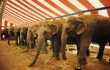 PETA Slams Ringling in Time Capsule Proposal PETA Slams Ringling in Time Capsule Proposal