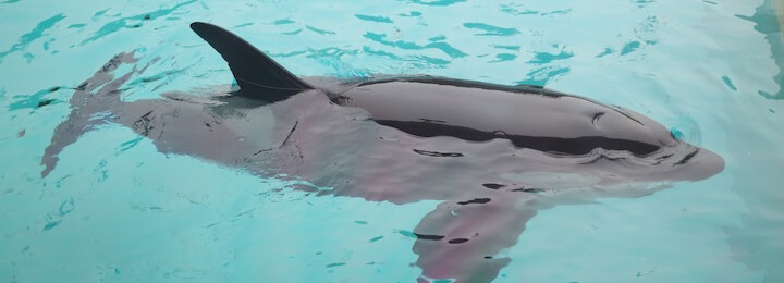 Orca tank at SeaWorld San Diego, 2011.