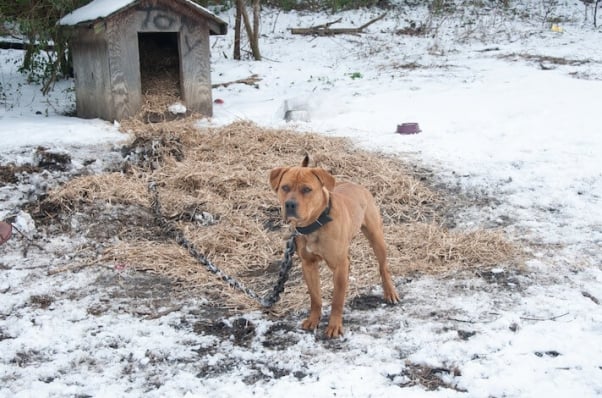 Cold chained dog in the snow during straw delivery in January 2013.