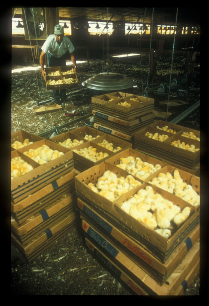 Egg Farm Chicks