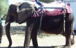Congress Rallies to Help Nosey
