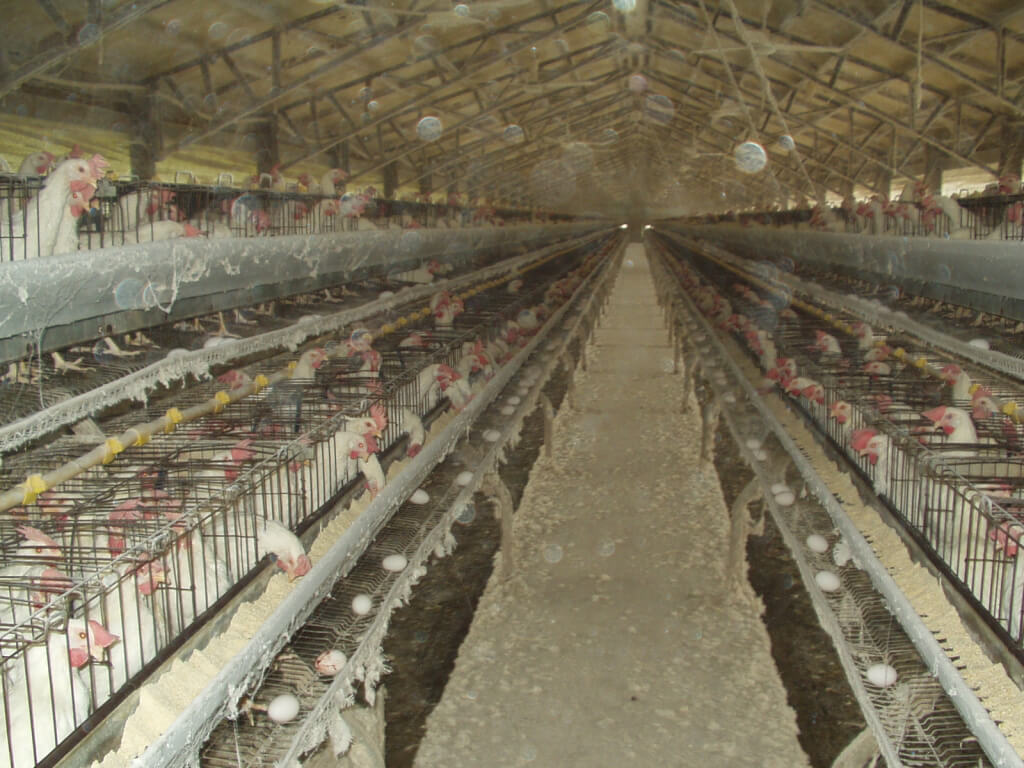 Hens in battery cages