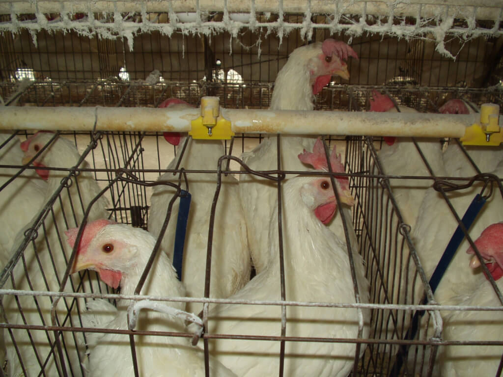 Hens in Battery Cage