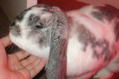 Pepper the rabbit enjoying a chin rub