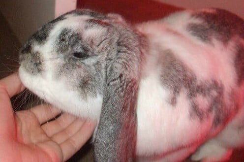 Pepper the rabbit enjoying a chin rub