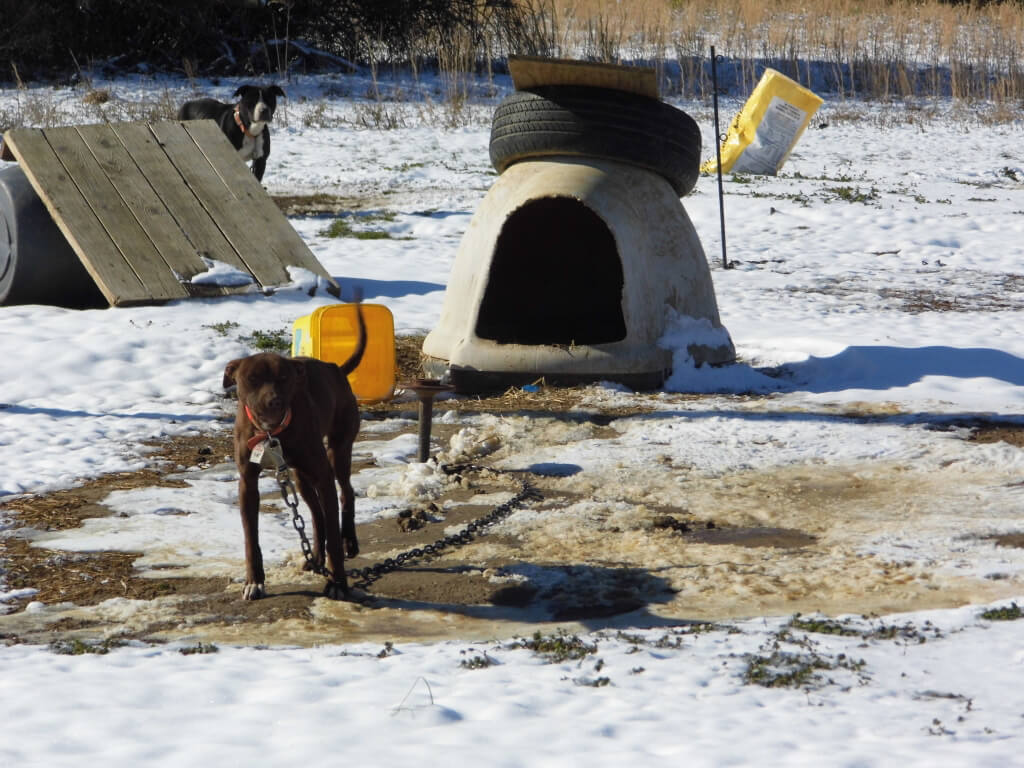 Sad Chained Dog in Weldon, NC