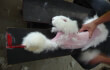 An angora rabbit being plucked for his or her fur.