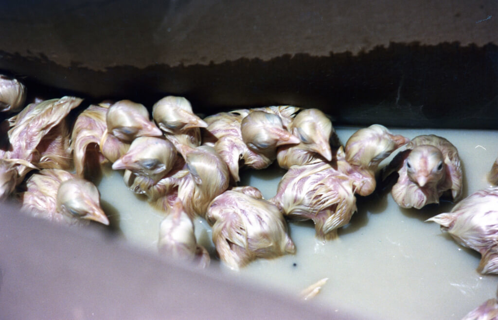 Newborn Chicks