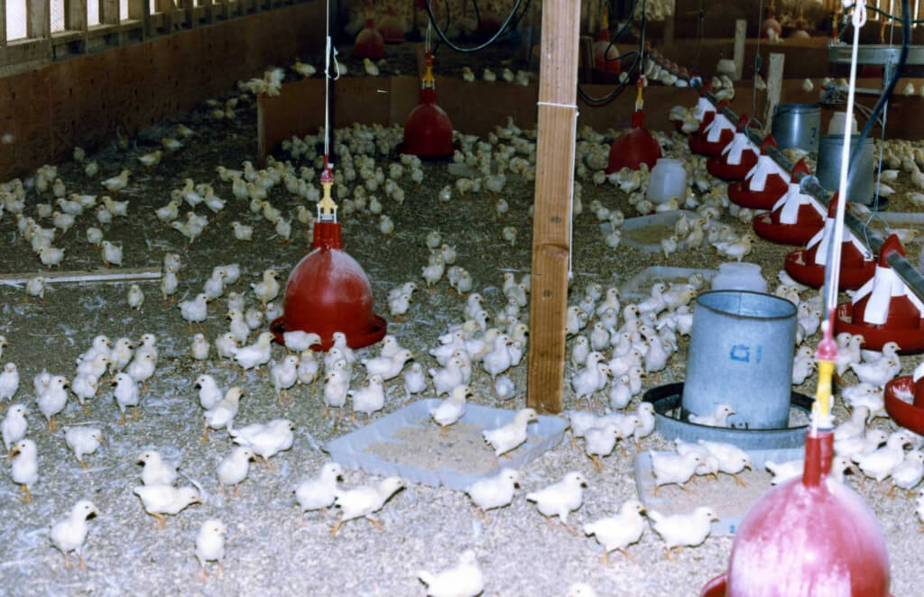 Baby Chicks and Heat Lamps