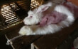 Angora rabbit investigation