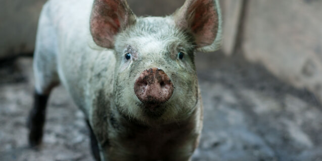 Pledge to Go Vegan for 2015!