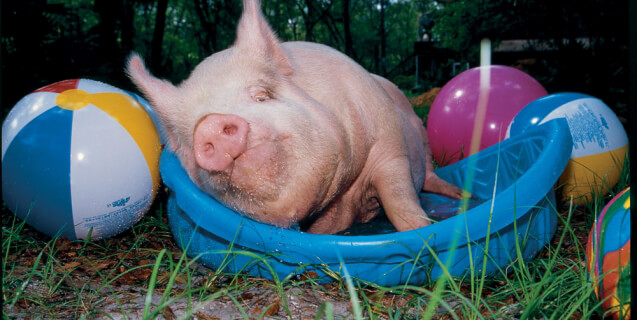 11 Reasons You Might Not Eat Bacon Ever Again