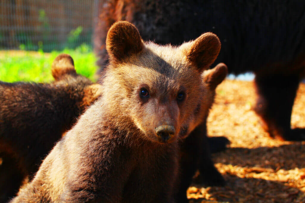 Bear Cub