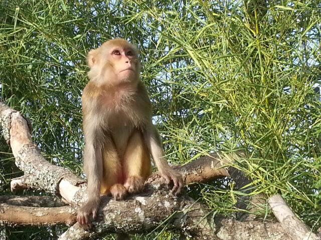 Maggie the Macaque at Wildlife Rescue & Rehabilitation Sanctuary