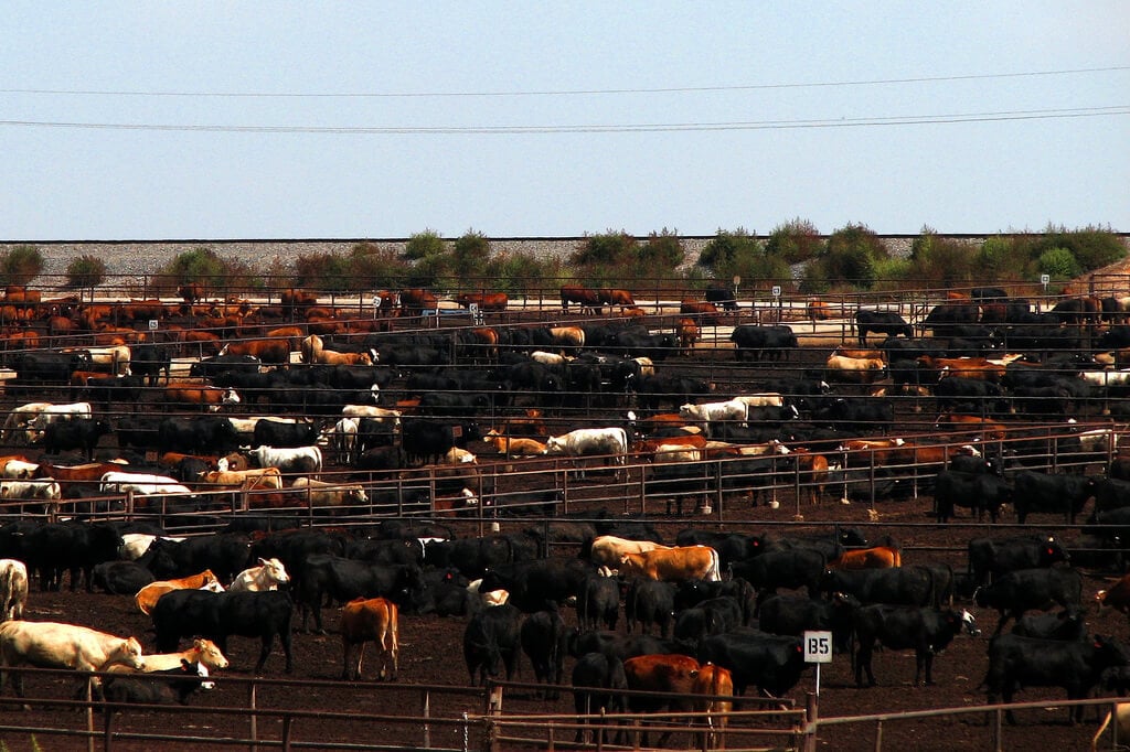 Cows on Feedlot