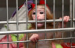 Congress Puts Cruel Monkey Experiments Under the Microscope Congress Puts Cruel Monkey Experiments Under the Microscope